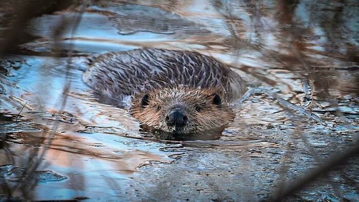 I Had A Beaver Swim Right Up To Me! I Couldn’t Believe It. They Are So Cute! And Huge