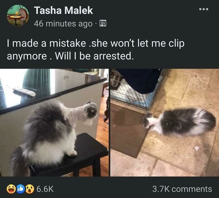 Thanks I Hate Half Shaved Cat