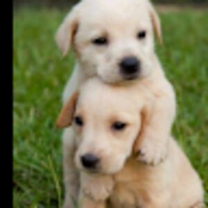 cheyennekeller avatar