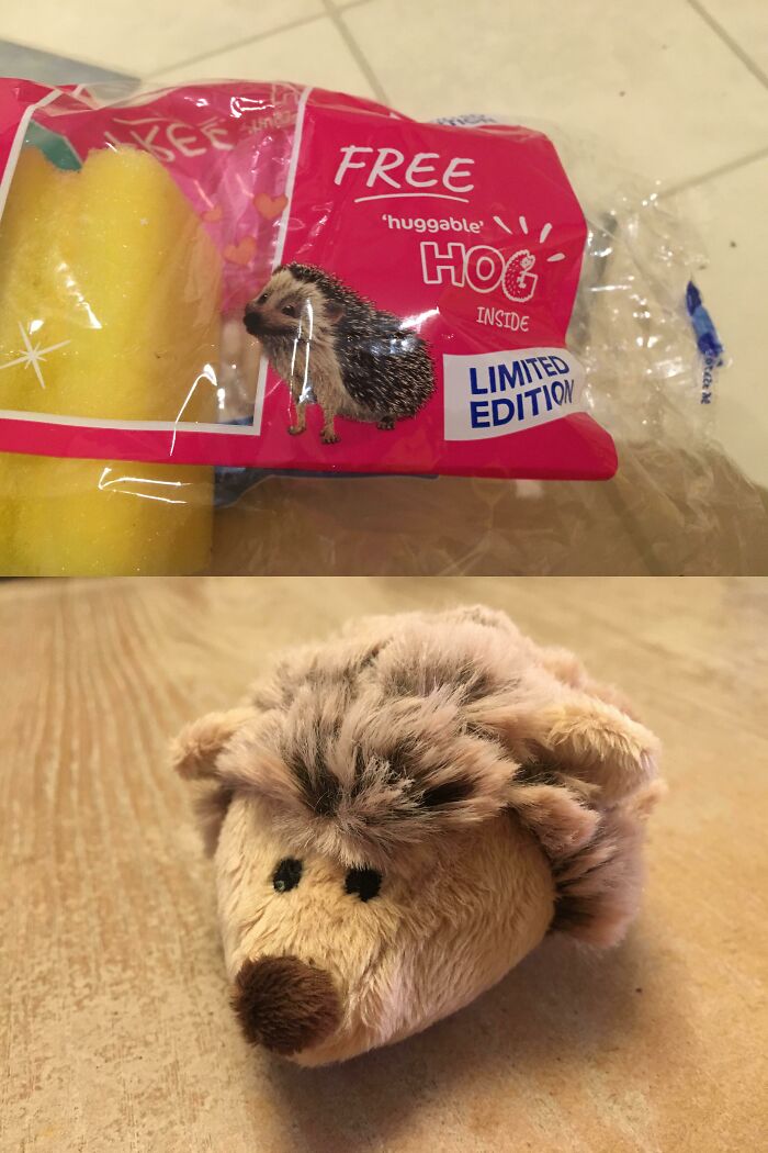 This Packet Of Sponges Came With A Free Hedgehog