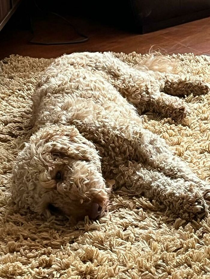Parent's Dog On Near Identical Rug
