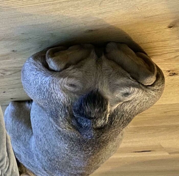 My Frenchie’s A** Looks Like A Koala