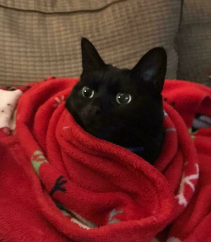 Mi esposa dice que me he convertido en un papá gatuno desde que nuestros hijos se hicieron adultos. Solo me preocupaba que cogiera frío