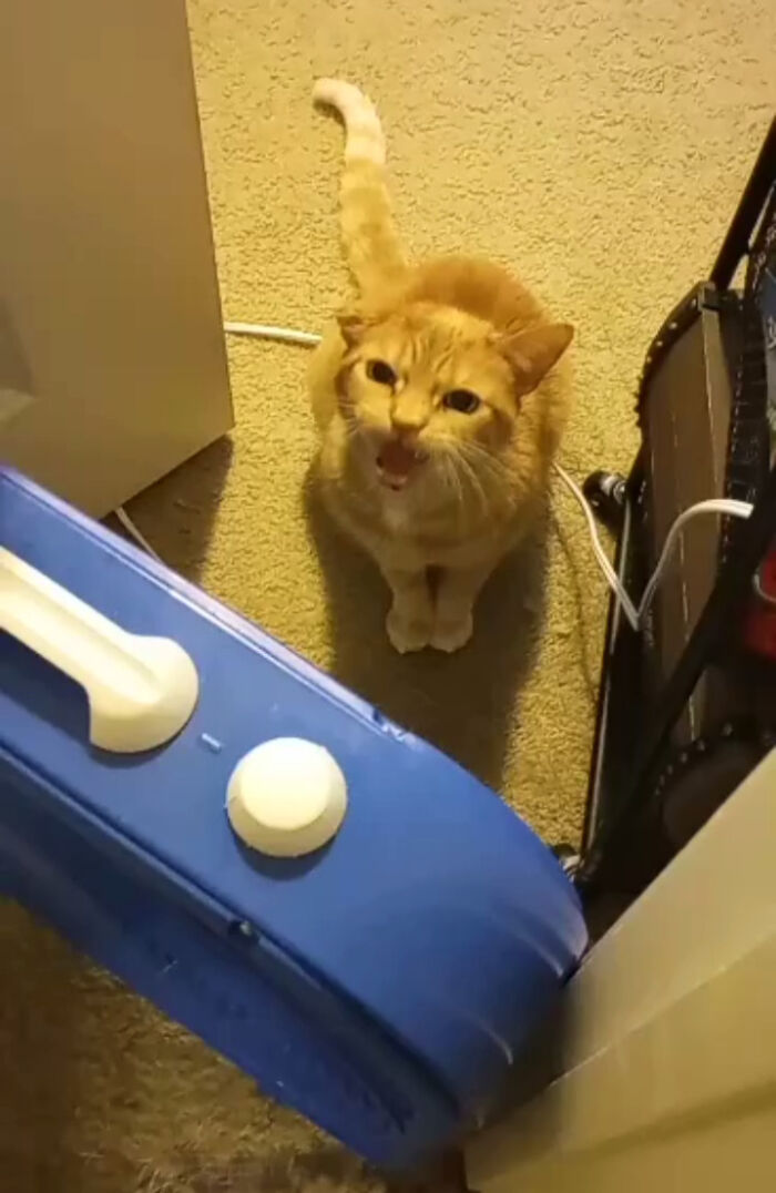 He Hates The Fan So Much He Will Scream At It Until I Turn It Off