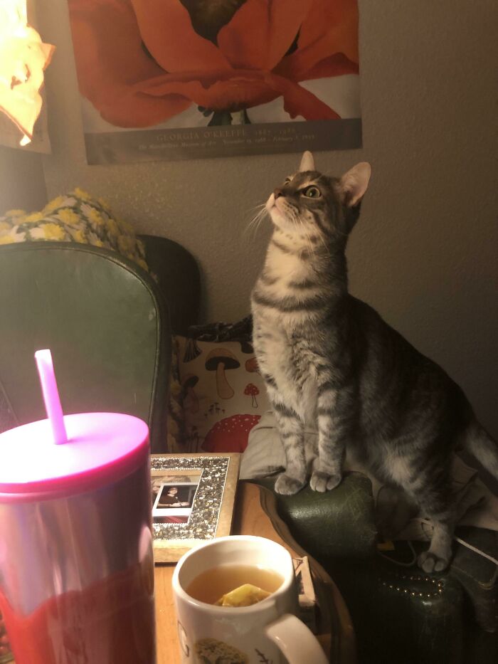 There Was A Bug On The Wall 3 Days Ago. Obviously We Check 3-4 X A Day To Make Sure The Beast Does Not Return. He Stares At An Empty Wall For At Least Ten Minutes A Day