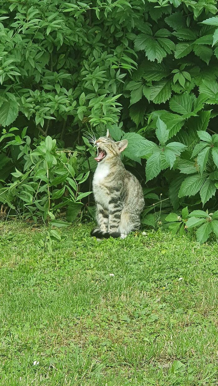 Legend Says His Roar Has Been Heard Even In The Most Remote Place On Earth