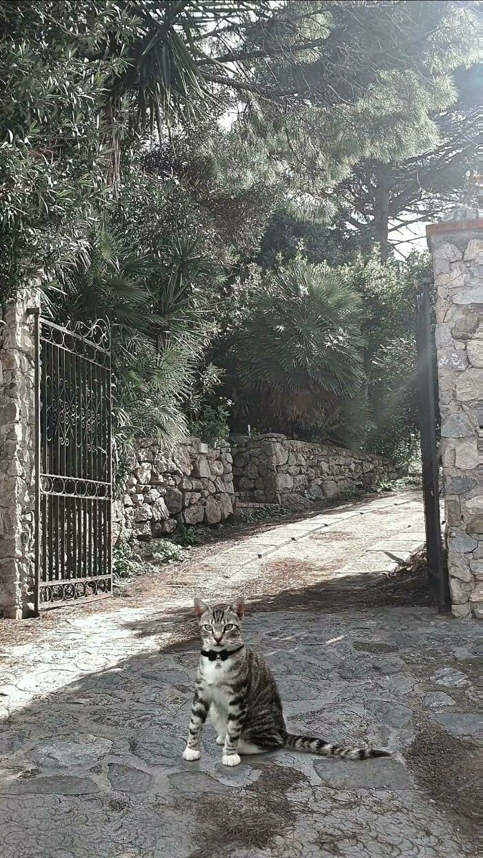 Es mi guardián personal, no te atrevas a robarme