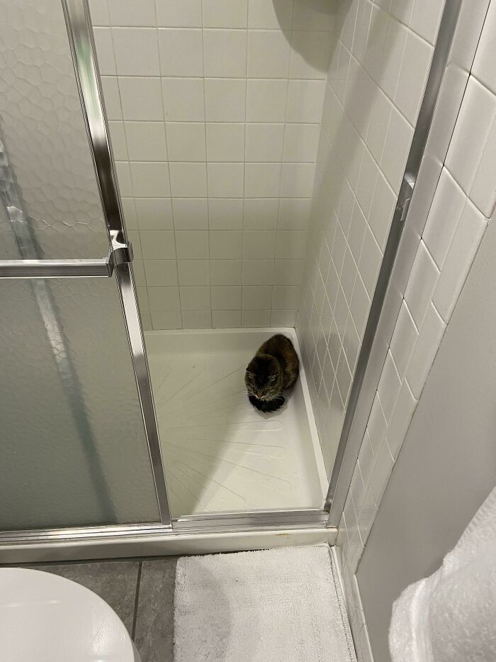 After My Shower, She Walks Inside And Sits Down, Getting Her Paws, Butt And Tail All Wet