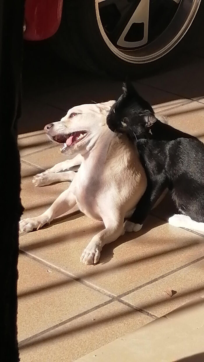 Apparently My Cat Is The Alfa Here...