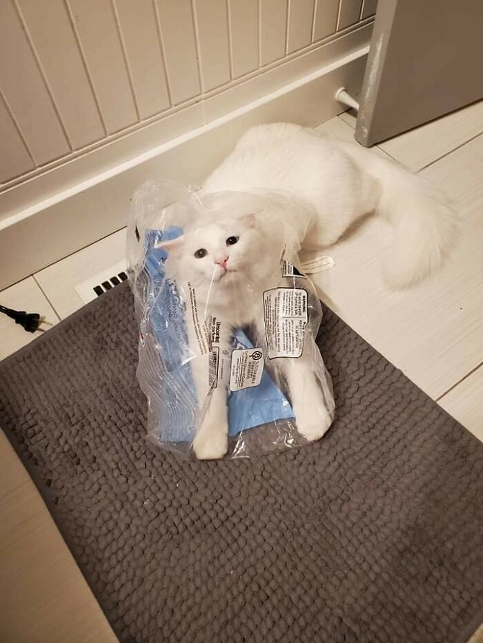 Lo llamamos Patata y su personalidad va de acuerdo con el nombre