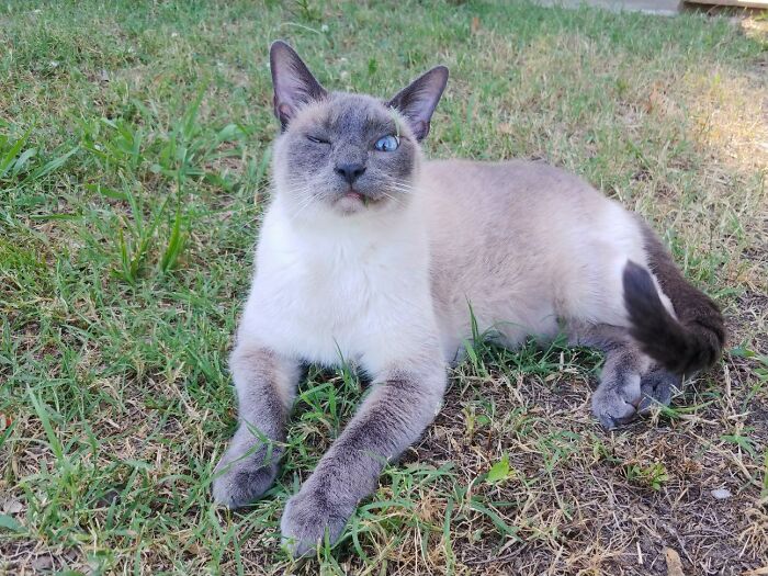 Este es Ice Cube, falleció el mes pasado. Le gustaba mucho la hierba
