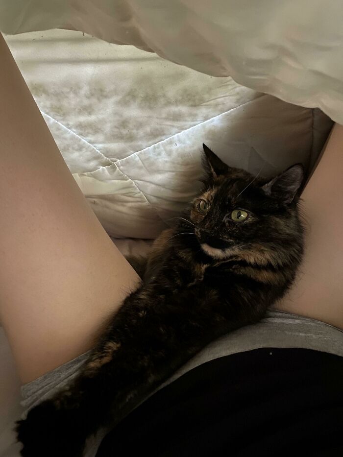 Her Favorite Spot To Sleep 