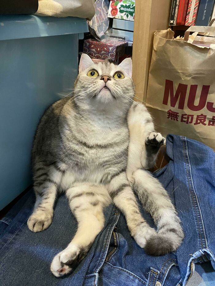 Meet Lemon. He Seems Confused About… Most Things