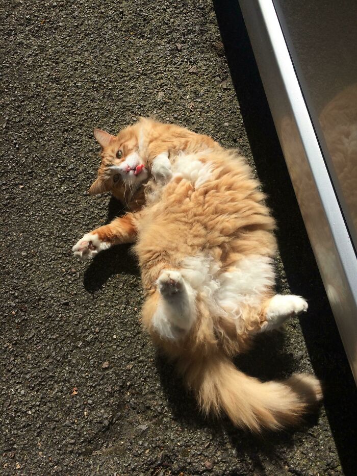 It’s Not Easy To Roll This Body You Know…