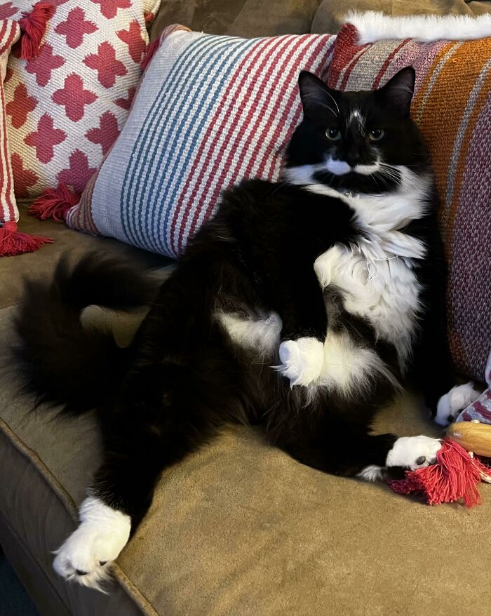 Nothing, It’s Good To Be The King Of The Couch