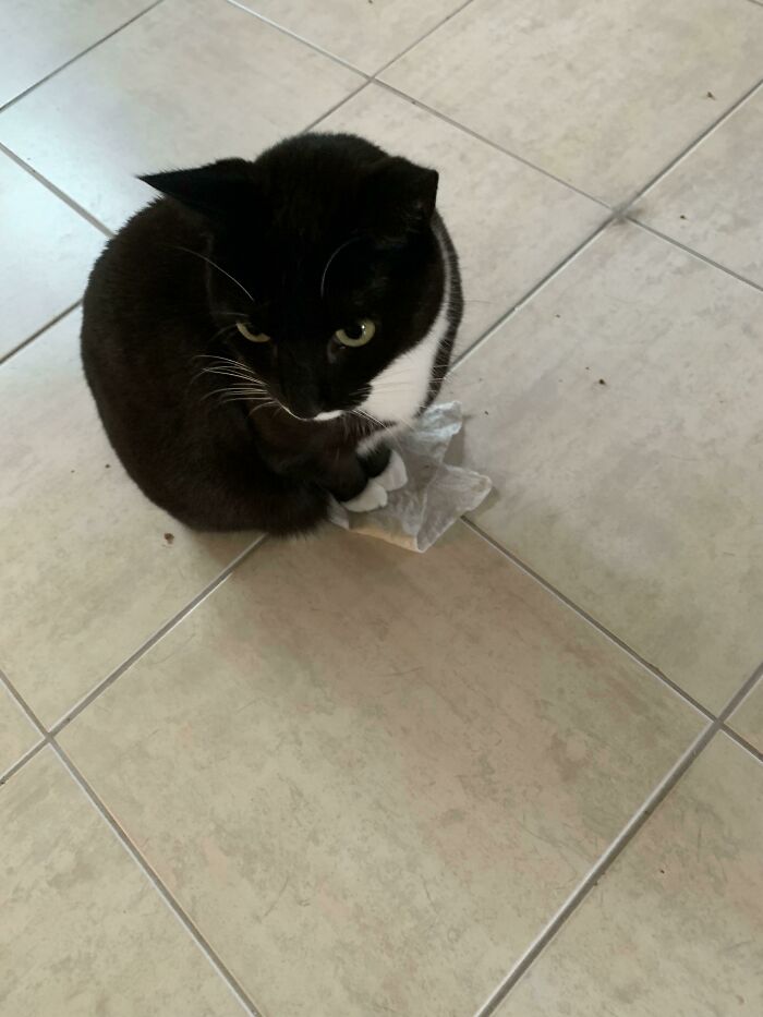 Parker Has A Whole Floor And Several Other Places To Sit On. But My Dusting Cloth Was The Best Place Today