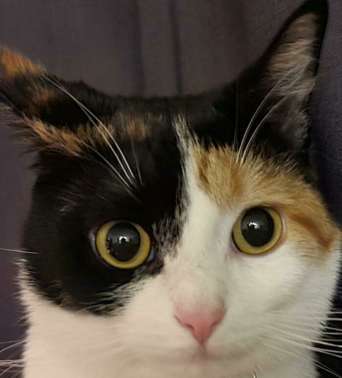 Sometimes Friday Stops Whatever She’s Doing And Sits And Stares At Nothing For A Few Minutes, It’s Very Unsettling