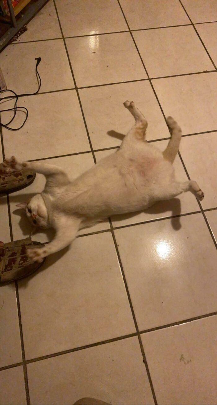 Se cayó al suelo e hizo esto