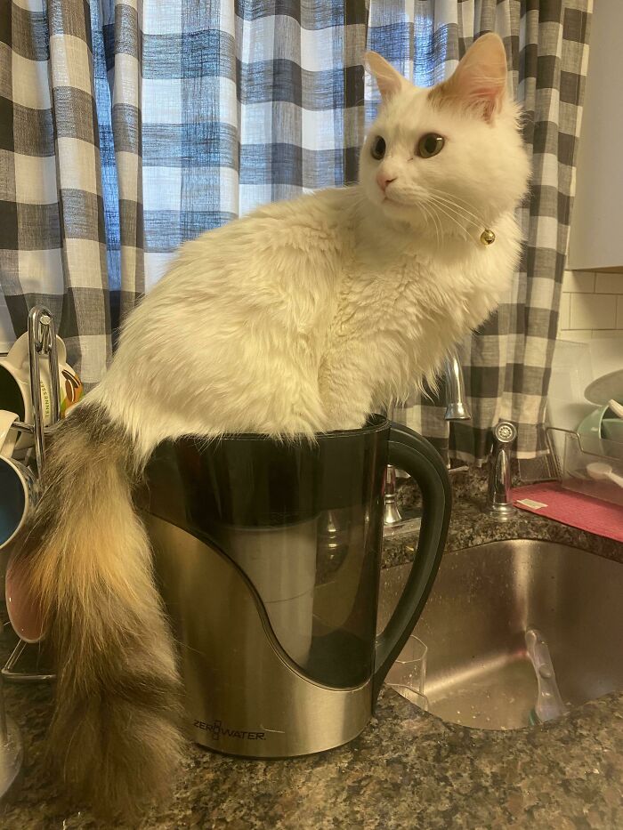 We Were Wondering Why We Kept Finding Hair In The Brita Until We Saw This When The Lid Was Off To Refill…