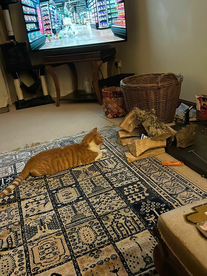 Mi madre le ha hecho esto al gato para que le deje ver la tele en paz