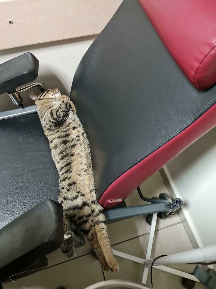 This Cat Sleeping In My Examination Room