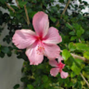 jenniferweaser avatar