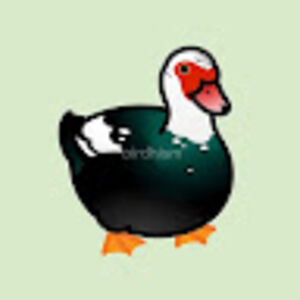 luxcrow avatar