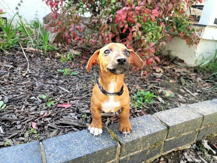 I Have Been Alone For A While Now, So I Adopted A New Best Friend. Meet Ping