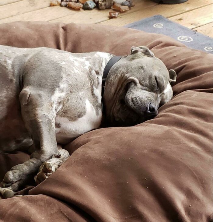 First Night Home After Being Adopted