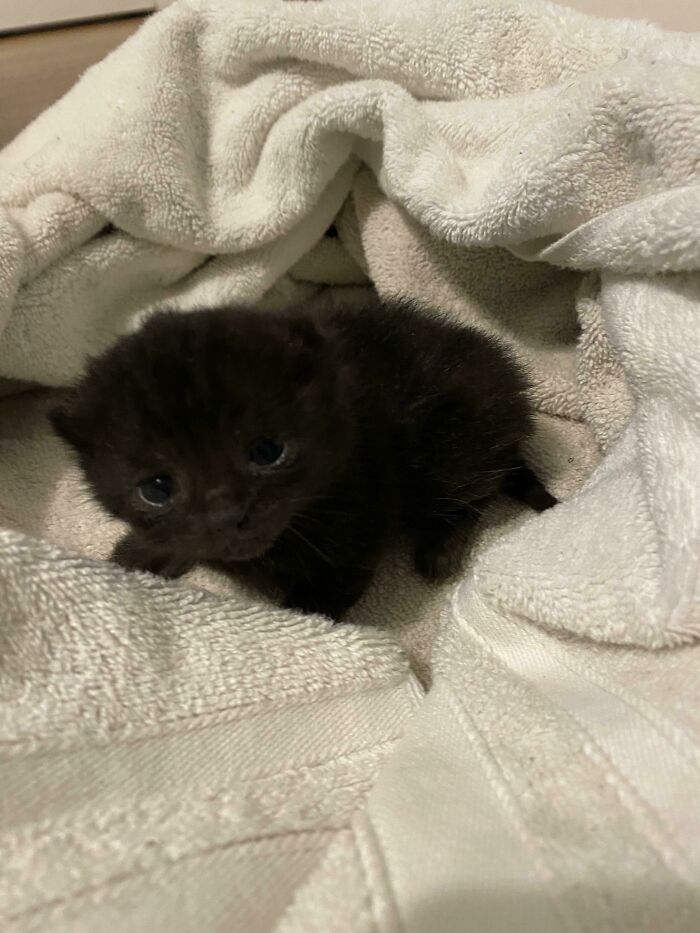 Kitten Found In The Woods Of My Back Yard! 