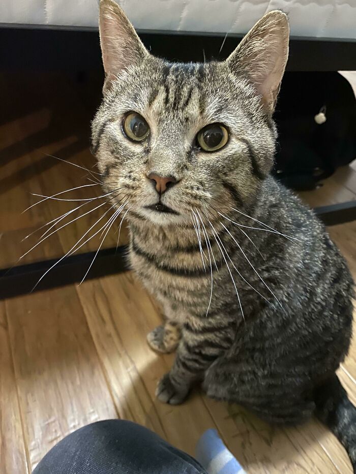 My GF And I Adopted This Sweet Boy Today. He Immediately Climbed On Me And Gave Me Face Rubs