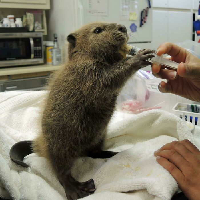 Twigs, una cría de castor