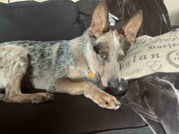 My Fiancé And I Adopted This Handsome Gentleman Today. His Name Is Newton!