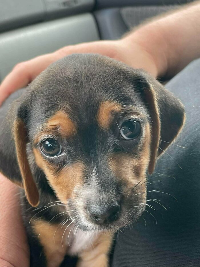 We Rescued A Pup Today, Say Hello To Charmy!