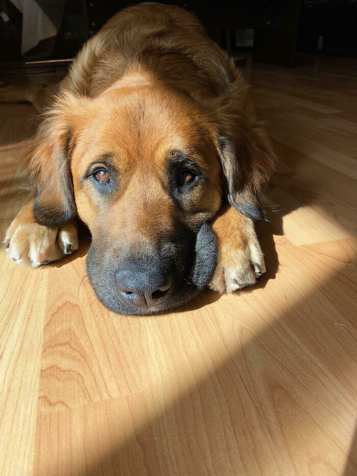 We Adopted This Little Sweetheart From The Shelter. I Mean, Look At Her Face!