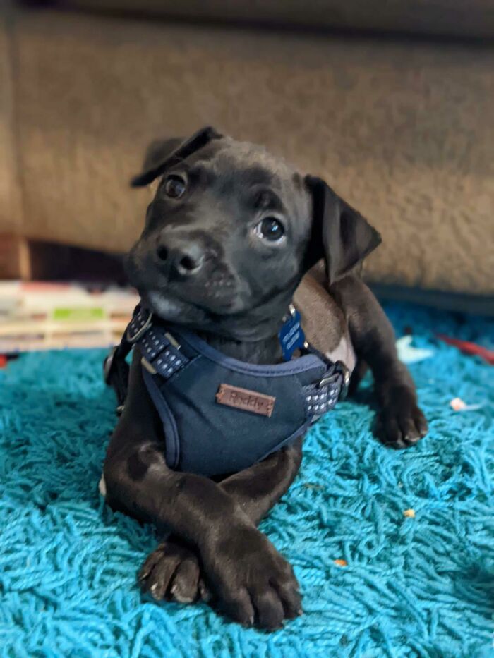 Got A New Best Friend From The Shelter!