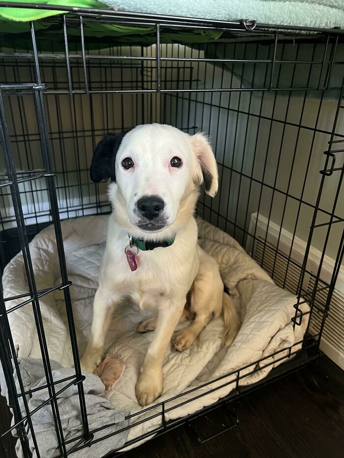 2 Weeks Ago, Betty Was Stray. She Has Quickly Become Part Of Our Family And We Love Her So Much.