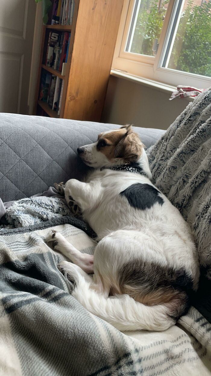 We Rescued Daisy! She Had Been Abandoned In The Woods 