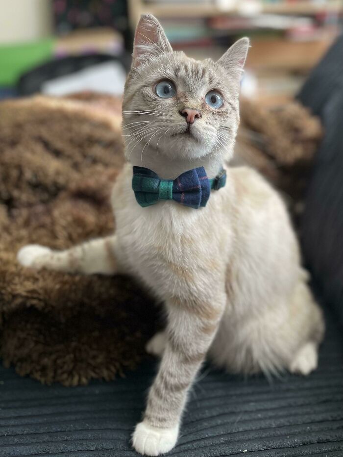 He Was Found On A Farm As A Poorly Feral Kitten. Now He’s Got Himself A Family To Love And Spoil Him. (He Only Wore The Bow Tie For The Time It Took To Take The Photo)