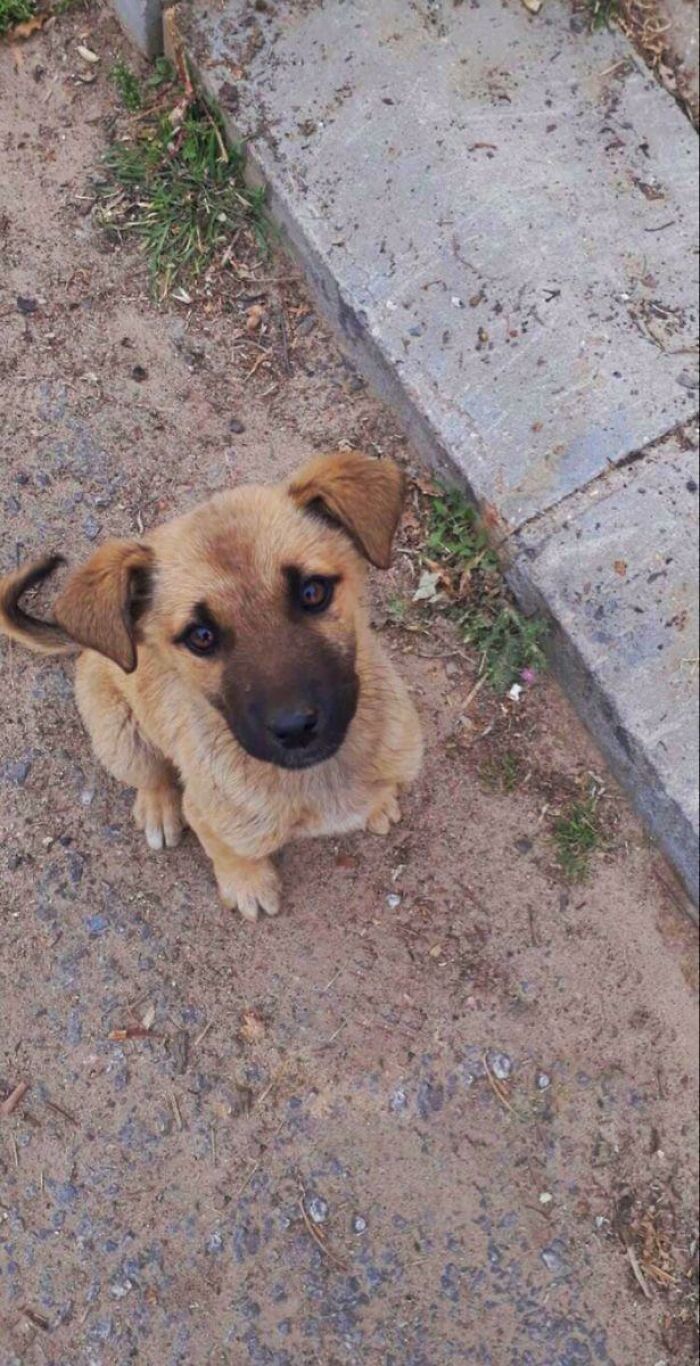 Went For A Walk And This Guy Was Just Sitting There Gave Him Some Food And He Followed Me Home