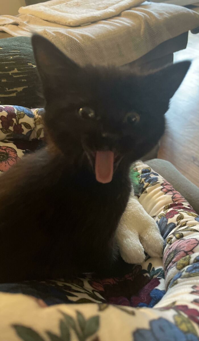 My Roommate Got A Kitten