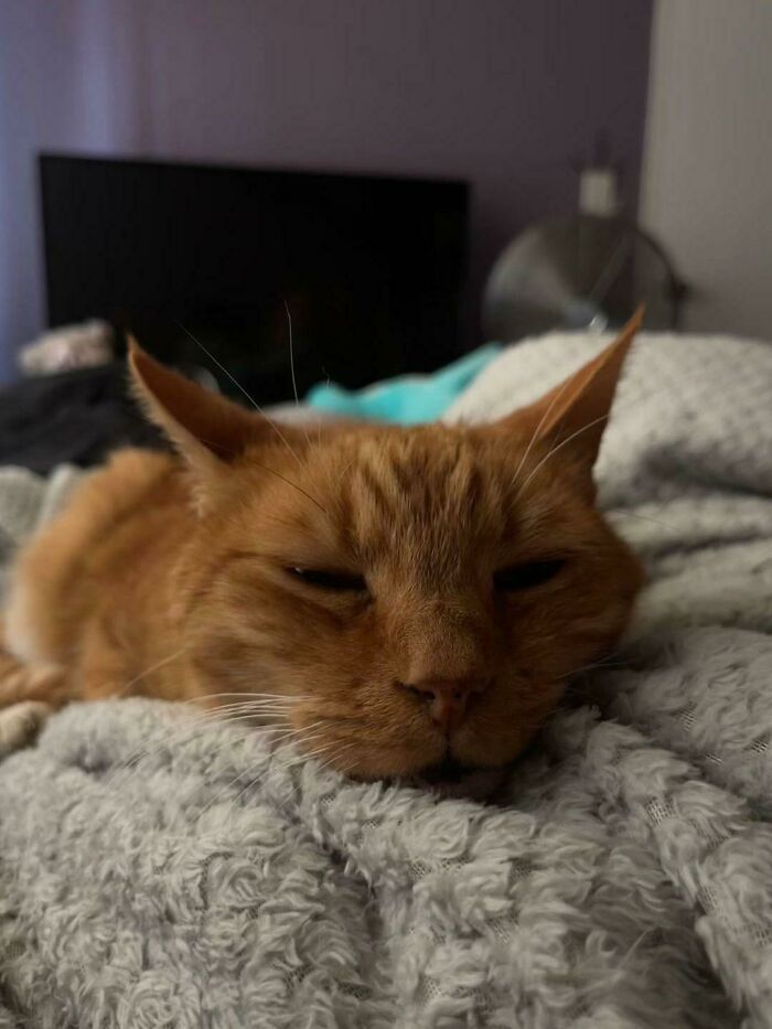 Our Cute Little Rescue. His Name Is Bartholomew