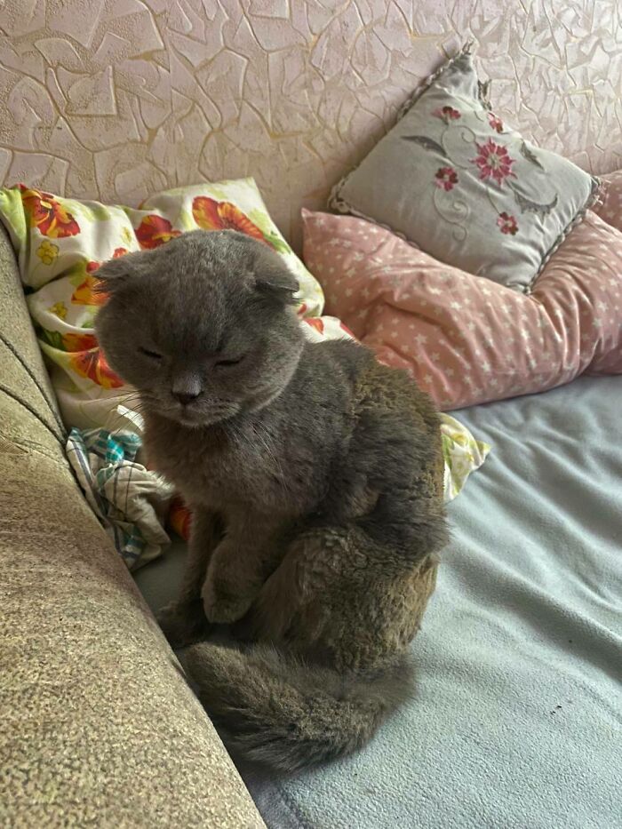 I Found This Cat After The Fire. A Rocket Hit A House Near Me (I Live In Ukraine), And This Cat Must Have Been There Because His Fur Is Burnt And He Has Problems With His Paw. I Take Care Of Him, Now He Looks Better