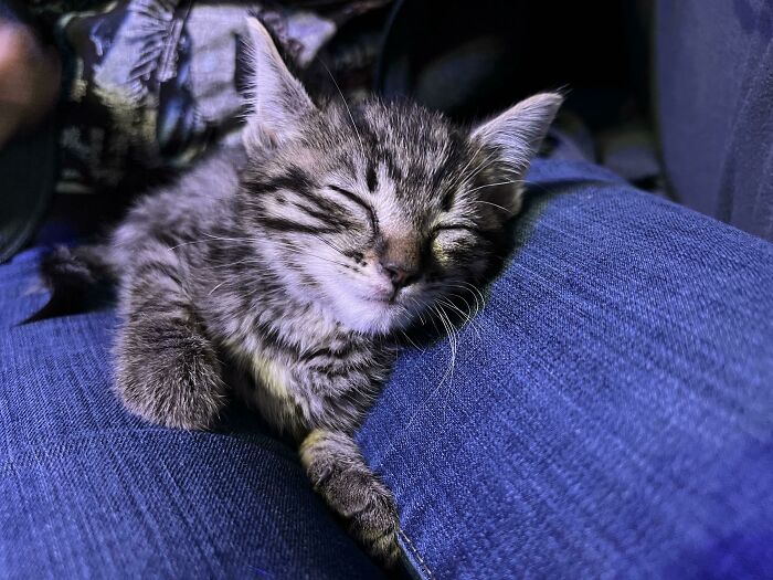 Drove Past Two [unalived] Kittens In The Road, Turned Around & Wife Spotted This Poor Little Guy Laying In The Grass By The Road, Missed The Fate Of Its Two Siblings, Minor Road Rash & A Sore Leg, But He Seems To Be Ok, Clearly Thrown From A Car, Sigh, Well Say Hello To “Heldig”!