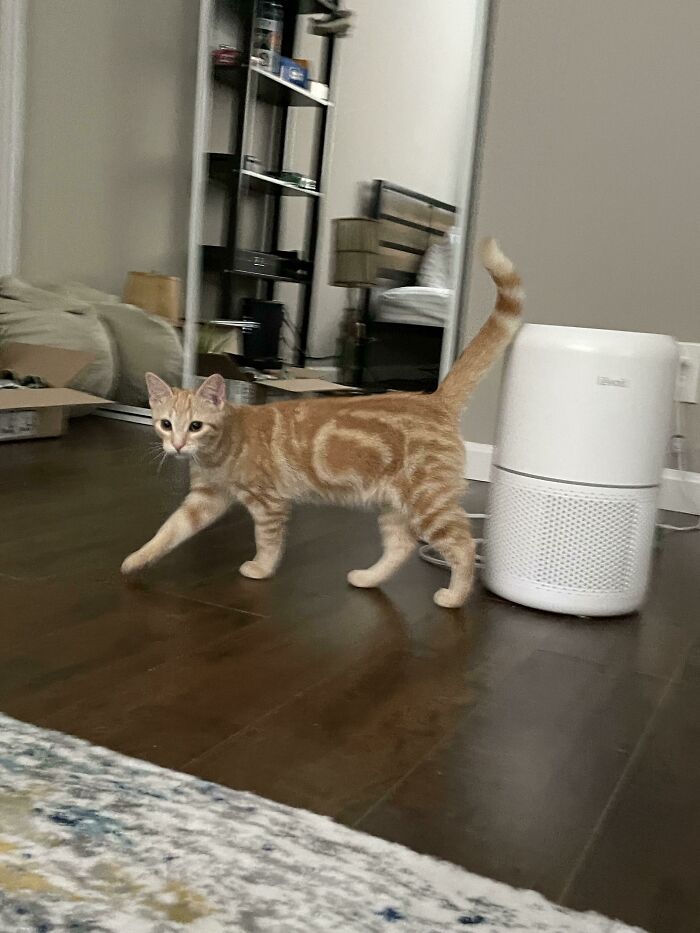 Just Got Her Today, Any Name Suggestions? Her Brother’s Name Is Sundae