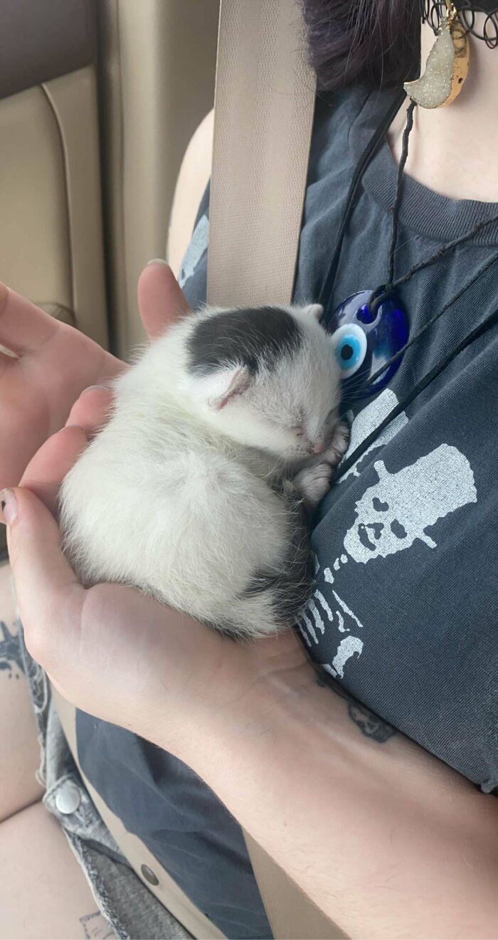 Yesterday I Found An Abandoned Kitten!! Introduced It To The Other Stray That I’ve Rescued And They Are In Love 💓