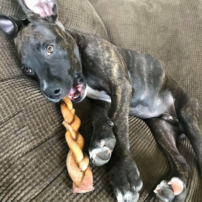 The Lady I Adopted Him From Said Her Husband Was Newly Disabled. She Gave Him A Dog And He Asked For A Divorce.