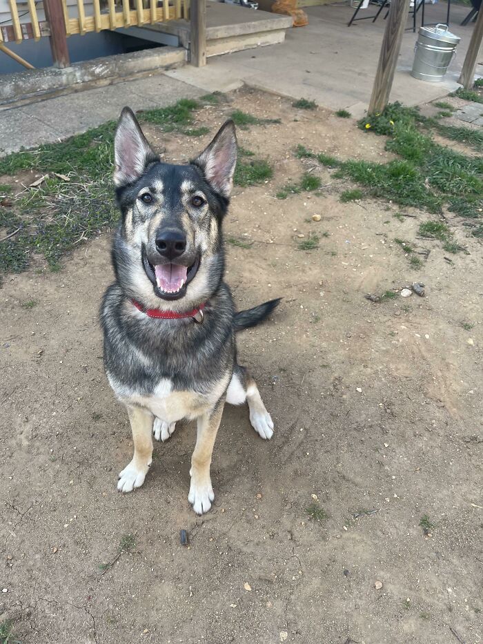 After Being Bounced For The First 9 Months Of His Life Griffin Is Home 