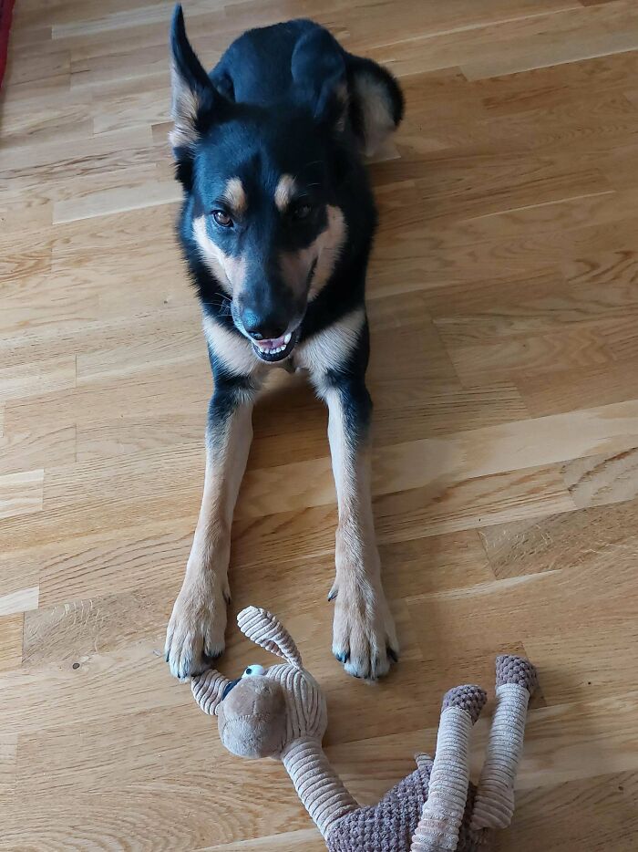 My New Pupper, Has Only Been With Me For A Few Days Now 😍