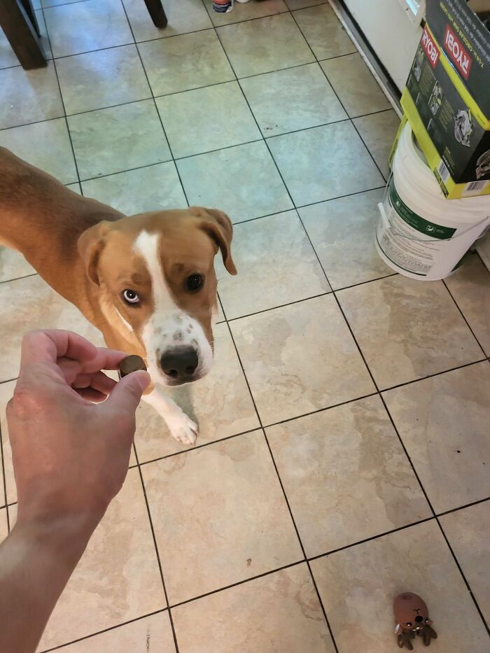 Adopted This Good Boy Today